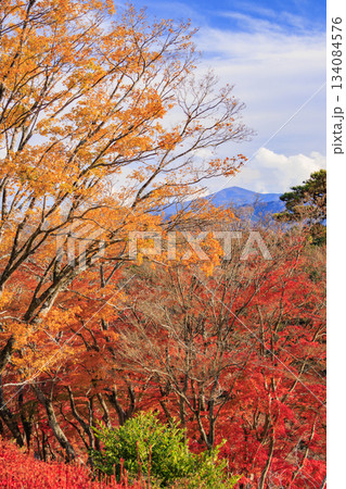 紅葉見頃な伊豆修善寺虹の郷 134084576
