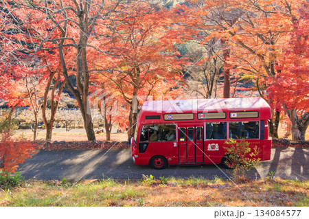 紅葉見頃な伊豆修善寺虹の郷 紅葉見頃な伊豆修善寺虹の郷 134084577