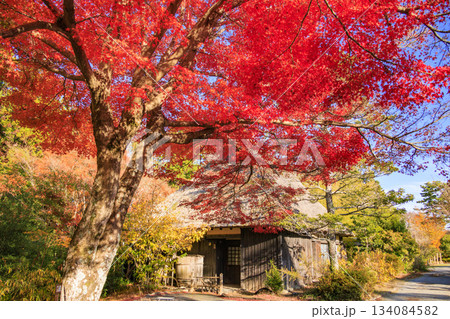 紅葉見頃な伊豆修善寺虹の郷 紅葉見頃な伊豆修善寺虹の郷 134084582