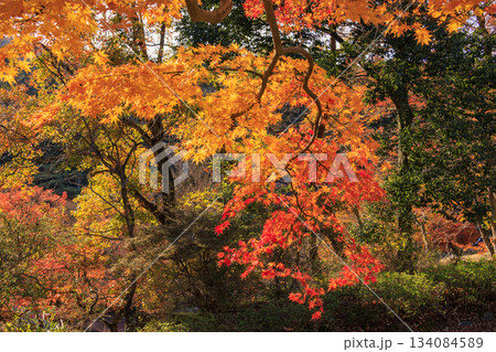 紅葉見頃な伊豆修善寺虹の郷 134084589