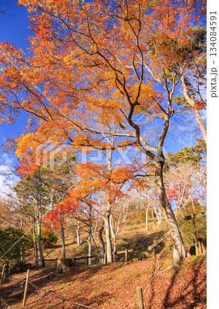 紅葉見頃な伊豆修善寺虹の郷 134084591