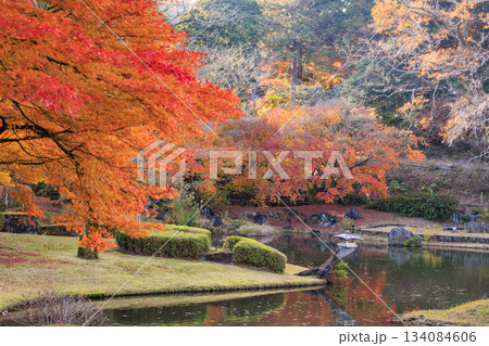 紅葉見頃な伊豆修善寺虹の郷 紅葉見頃な伊豆修善寺虹の郷 134084606
