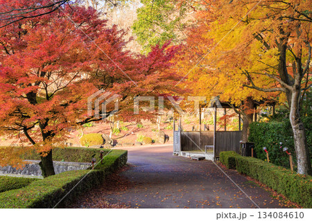 紅葉見頃な伊豆修善寺虹の郷 紅葉見頃な伊豆修善寺虹の郷 134084610