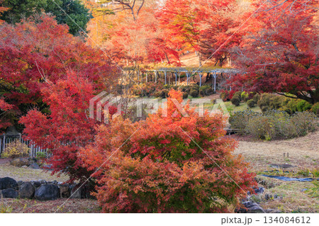紅葉見頃な伊豆修善寺虹の郷 紅葉見頃な伊豆修善寺虹の郷 134084612