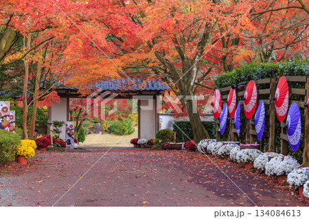 紅葉見頃な伊豆修善寺虹の郷 134084613