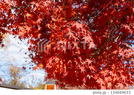 真っ赤な紅葉 134084633