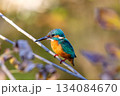 カワセミ 134084670
