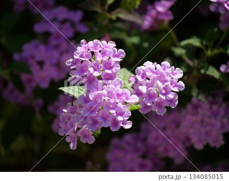 ピンクのバーベナの花 134085015