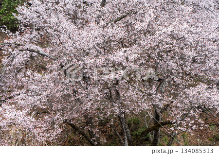 満開の桜の木 満開の桜の木 134085313