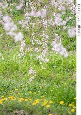 枝垂れ桜とタンポポ 134085314