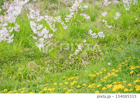 枝垂れ桜とタンポポ 134085315