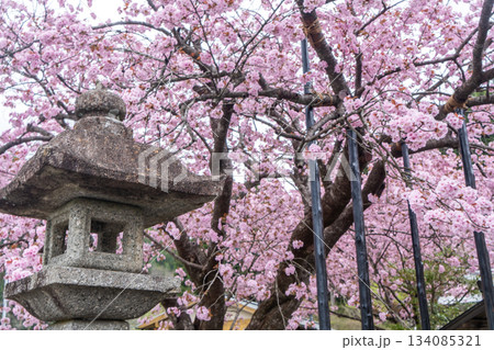 黒田の百年桜 134085321