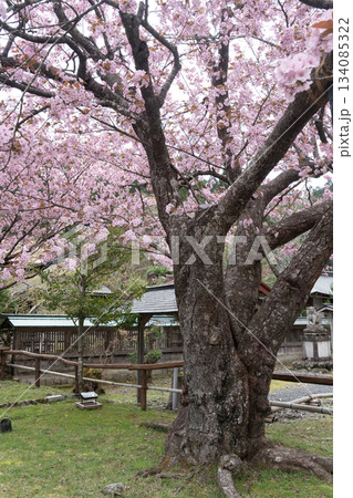 黒田の百年桜 134085322