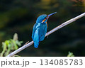 カワセミ 134085783