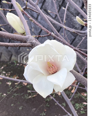 大輪のハクモクレン 134085833