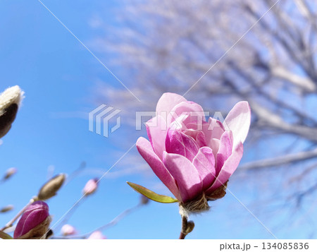 蕾がほころぶベニコブシ 蕾がほころぶベニコブシ 134085836