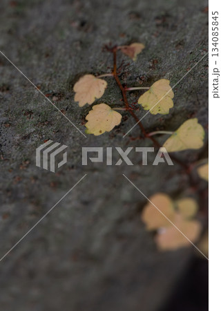 木の幹に這う黄色く色づいたつる草 134085845