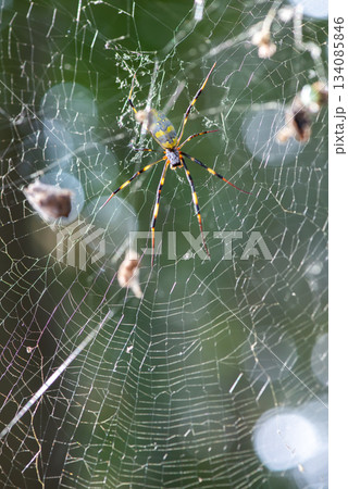 大きな巣の中央で獲物を待つ雌のジョロウグモ 134085846