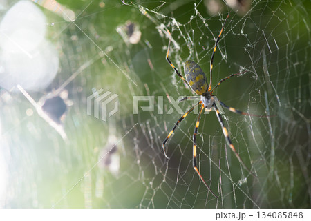 大きく巣を張る雌のジョロウグモ 134085848