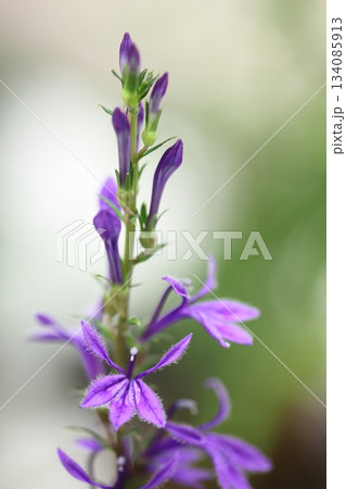 サワギキョウの蕾と青い花 134085913