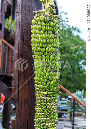 Green banana bunch on post 134086097