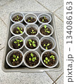 Numerous clear plastic cups, each containing dark soil and young green seedlings, arranged neatly in a grey plastic tray, placed on a light grey tiled floor.	 134086163