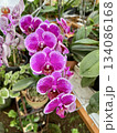 A cluster of Palaenopsis orchids, commonly known as moth orchids, with gradient of magenta and purple hues and white edges and speckles.	 134086168