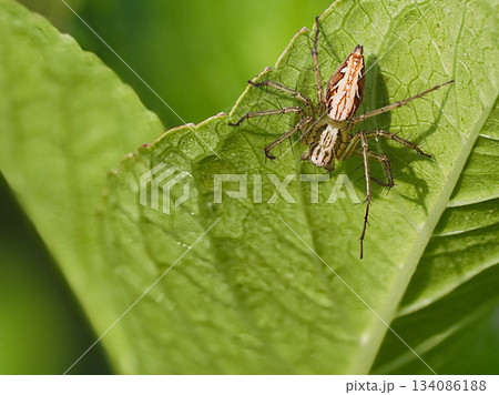 葉にとまるササグモ 134086188
