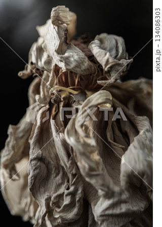 シワシワになった薔薇の咲き終わり 134086303