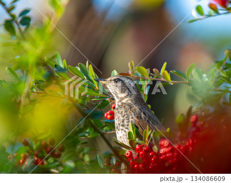 ピラカンサとツグミ 134086609