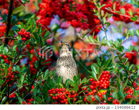 ピラカンサとツグミ 134086612