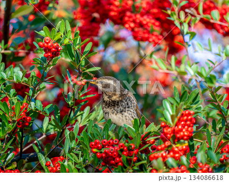 ピラカンサとツグミ 134086618