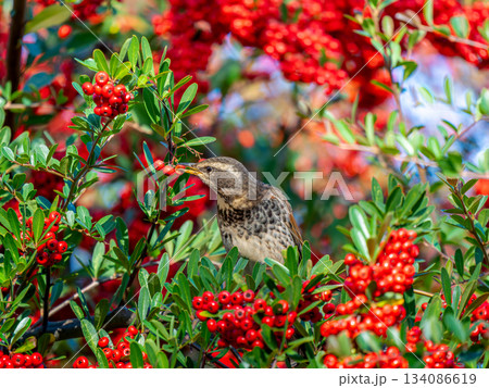 ピラカンサとツグミ 134086619