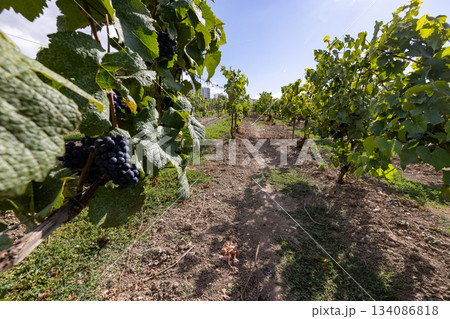 Epernay, Marne, Grand-Est, France, August, 28th, 2025, Champagne Area, Tranquil vineyard pathway Epernay, Marne, Grand-Est, France, August, 28th, 2025, Champagne Area, Tranquil vineyard pathway 134086818