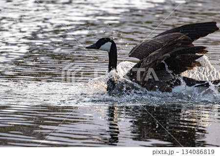Wild bird action, Gorgeous splash as goose soars from lake Wild bird action, Gorgeous splash as goose soars from lake 134086819