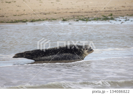 The Seal on the Shoreline A Memorable Coastal Wildlife Encounter to Cherish and Enjoy The Seal on the Shoreline A Memorable Coastal Wildlife Encounter to Cherish and Enjoy 134086822