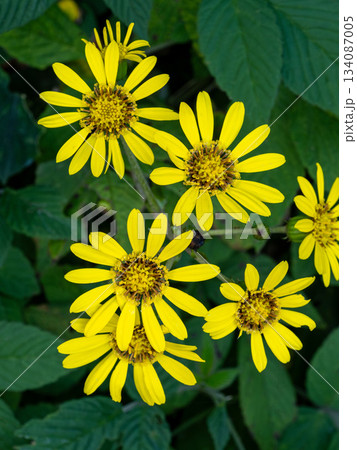 ツワブキの黄色い花 ツワブキの黄色い花 134087005