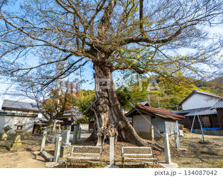 大岐神社のムクノキ 134087042