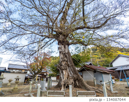 大岐神社のムクノキ 大岐神社のムクノキ 134087044