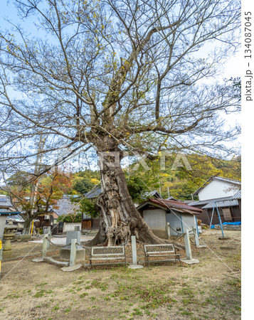 大岐神社のムクノキ 134087045