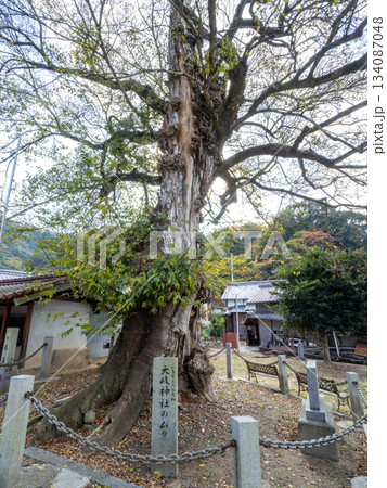 大岐神社のムクノキ 134087048