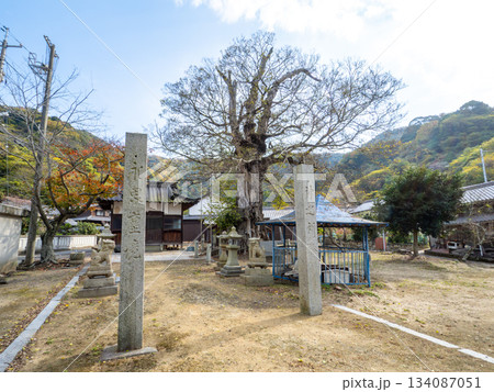 大岐神社のムクノキ 134087051