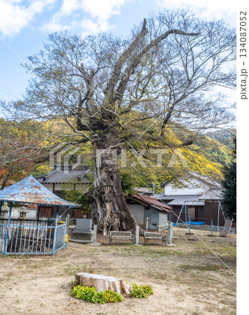 大岐神社のムクノキ 大岐神社のムクノキ 134087052