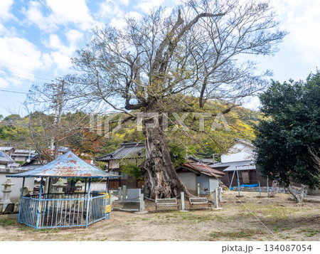 大岐神社のムクノキ 134087054