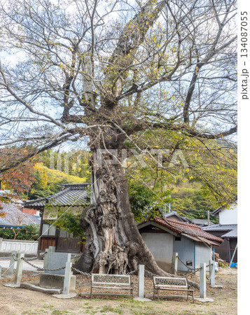 大岐神社のムクノキ 大岐神社のムクノキ 134087055