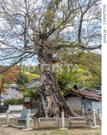大岐神社のムクノキ 134087056
