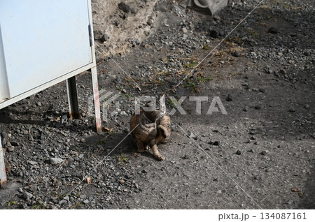 布引観音 布引観音 134087161