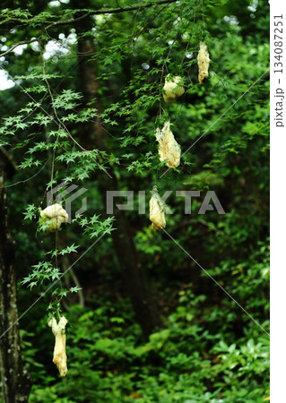 モリアオガエルの卵 モリアオガエルの卵 134087251