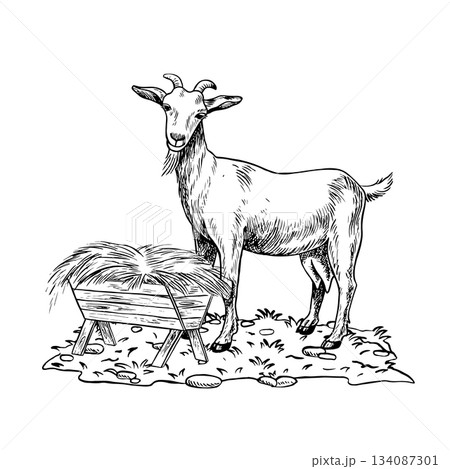A goat standing in profile and eating hay outdoors. A black and white vector illustration drawn by hand. Perfect for dairy farms or agricultural projects. Also suitable for labels, packaging, banners. 134087301