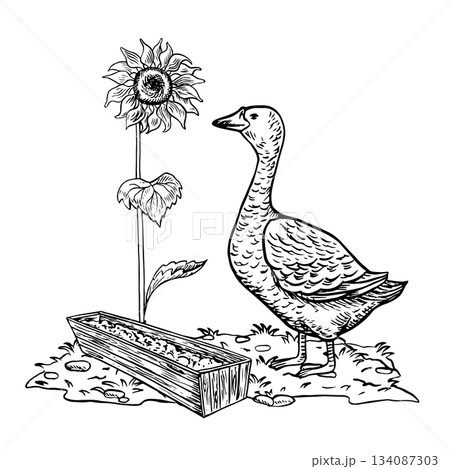 A goose eating food from a wooden feeder. Hand-drawn black and white vector illustration. Design element for packaging, labels, and banners. Also suitable for books, postcards, and games. 134087303